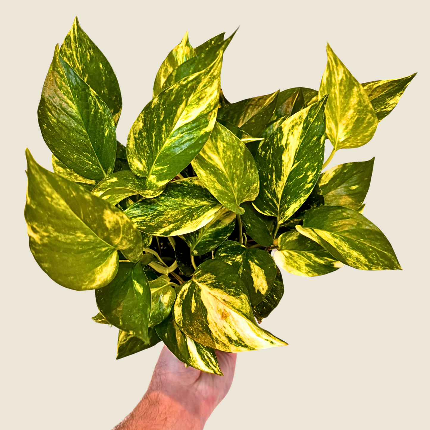 6" Pothos Hawaiian