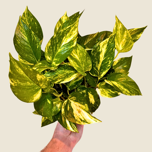 6" Pothos Hawaiian