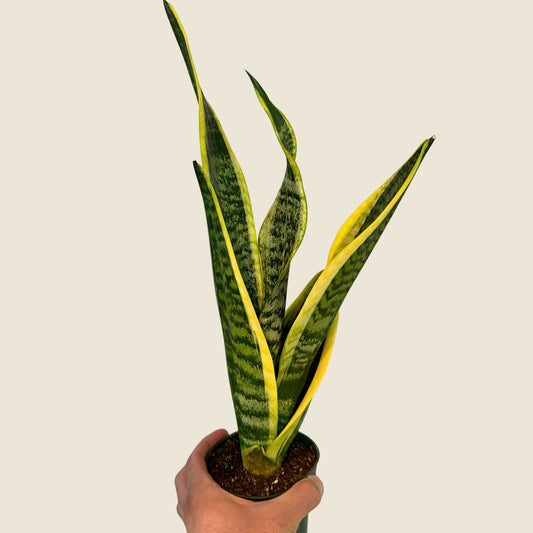 4" Sansevieria Superba