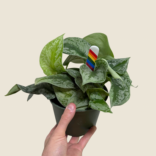 Hand holding a potted plant with a rainbow-colored label against a beige background