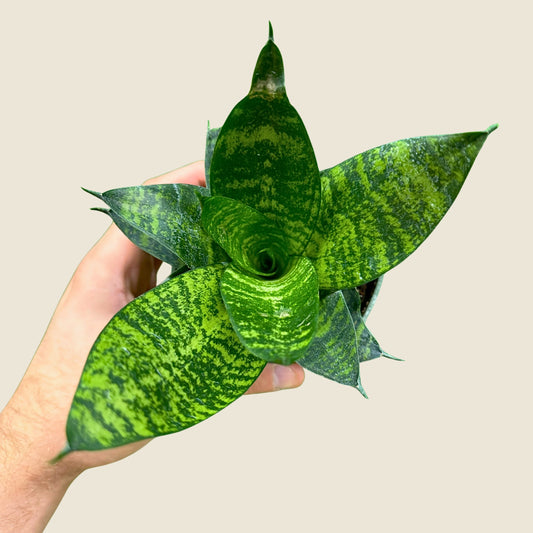 4" Sansevieria Green Hahnii