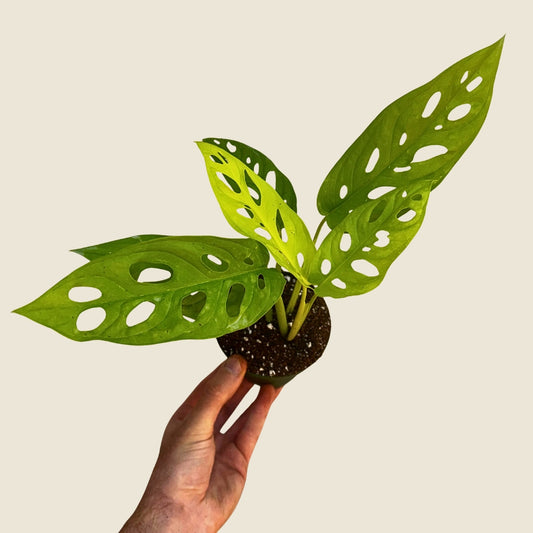 4" Monstera Adansonii 'Neon Madonna’