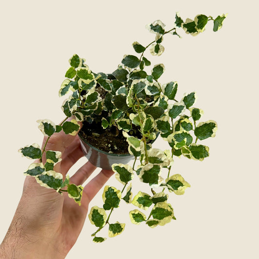 4" Ficus Repens Variegated