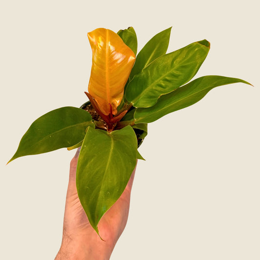 4" Philodendron Prince of Orange