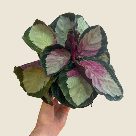 6" Calathea Roseopicta 'Rosy'