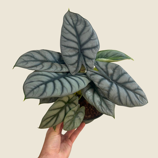 6" Alocasia Baginda 'Silver Dragon'