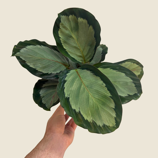4" Calathea Northern Lights