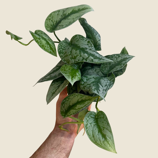 4" Scindapsus Exotica 'Silver Satin'