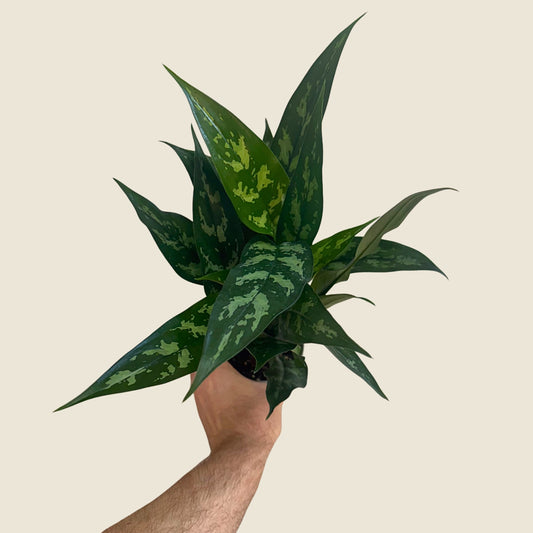 4" Aglaonema Maria