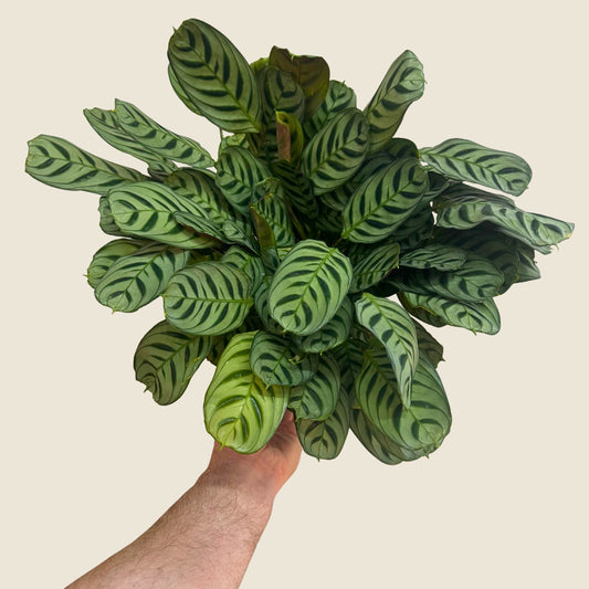 6" Ctenanthe Burle-Marxii