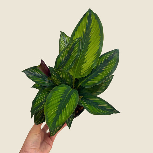 6" Calathea Beauty Star